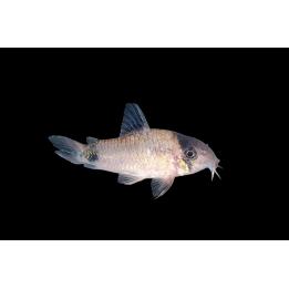 Cordydoras panda