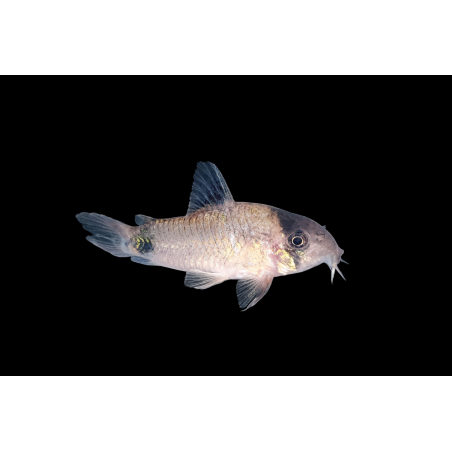 copy of Cordydoras aeneus  (Corydoras bronze) 2.5-3cm