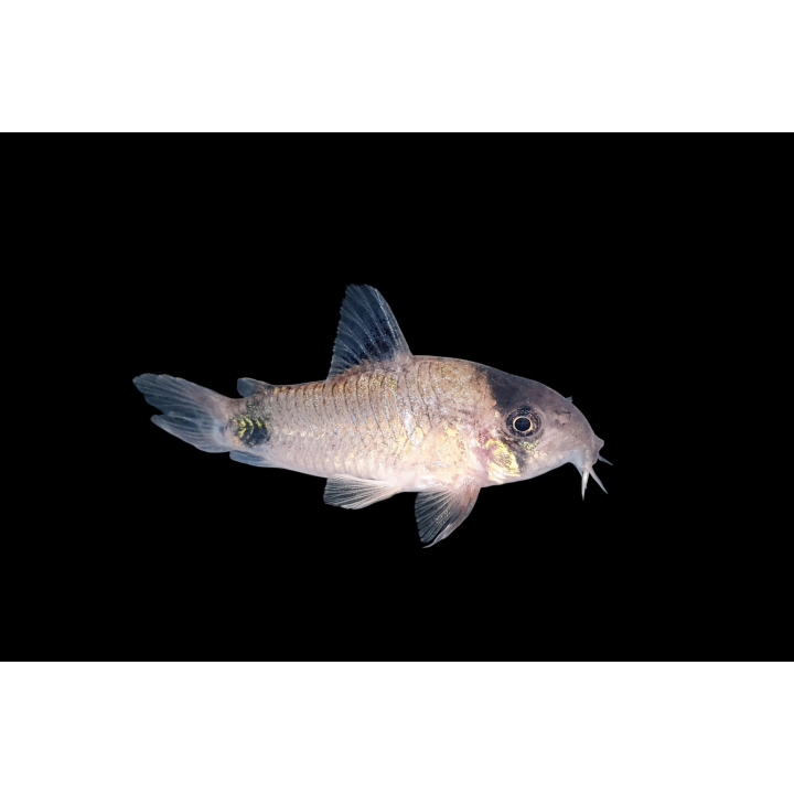 Cordydoras panda