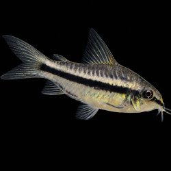 copy of copy of Cordydoras aeneus  (Corydoras bronze) 2.5-3cm