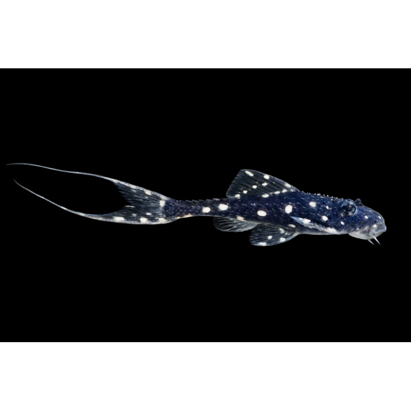 Acanthicus adonis, poisson nettoyeur Magasin