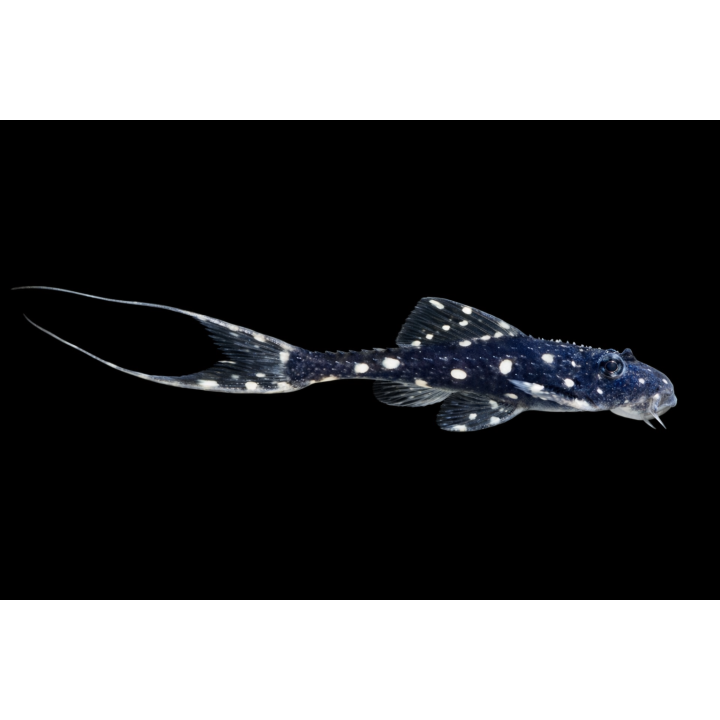 Acanthicus adonis
