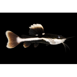 Phractocephalus hemioliopterus (poisson chat à  queue rouge)