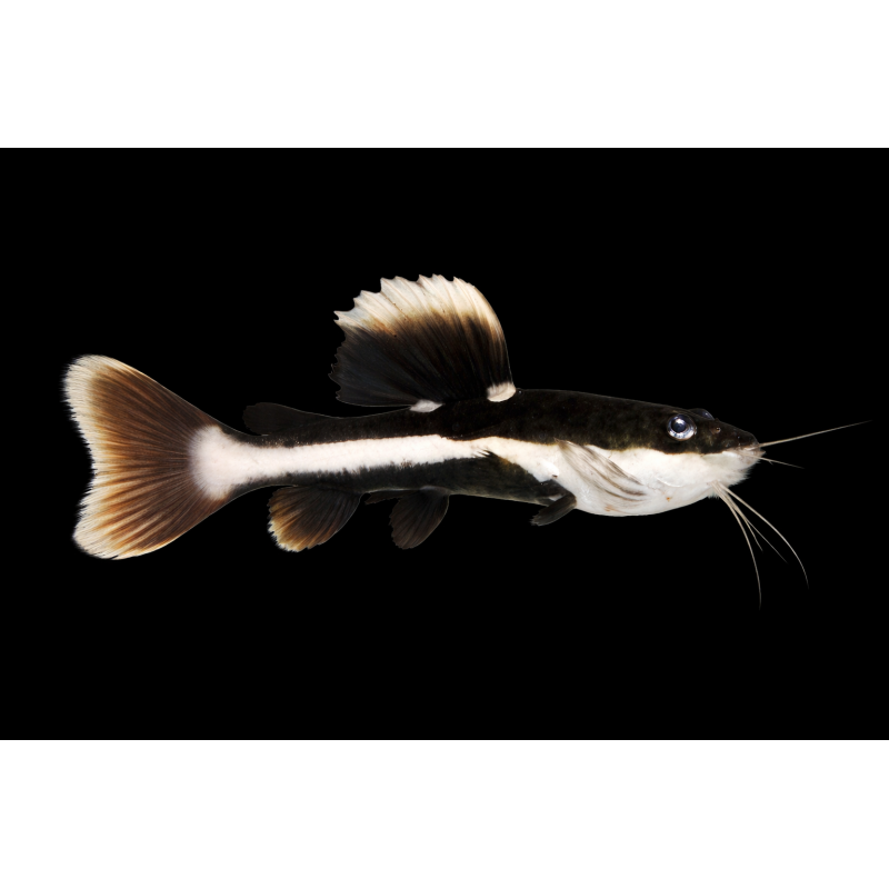 Phractocephalus hemioliopterus (poisson chat à  queue rouge)