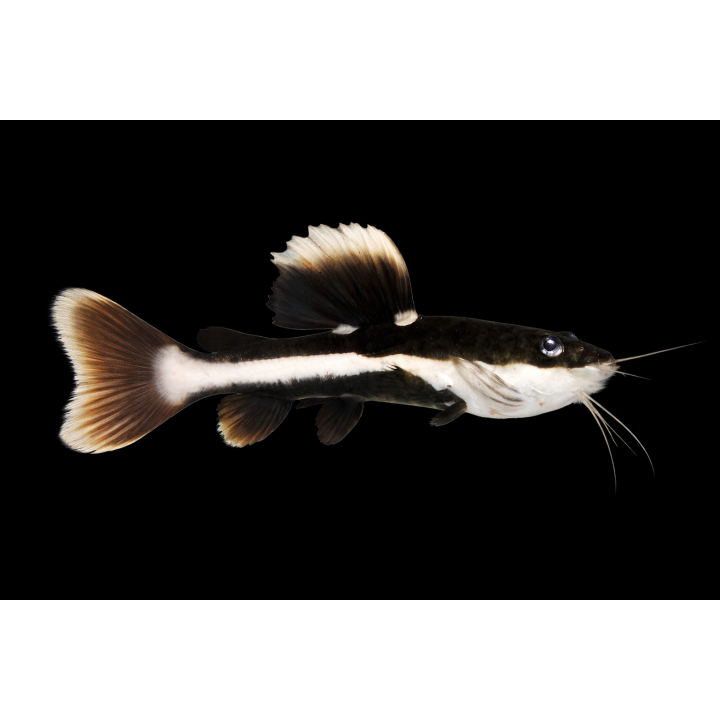 Redtail Catfish – Phractocephalus hemioliopterus 7-9 cm | NeoTropic