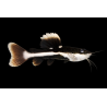 Phractocephalus hemioliopterus (poisson chat à  queue rouge)