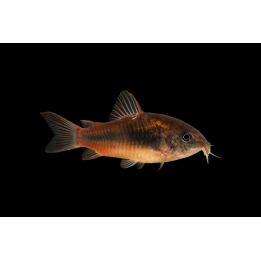 Corydoras aeneus – Corydoras bronze d’aquarium
