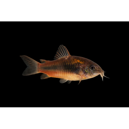 Cordydoras aeneus  (Corydoras bronze) 2.5-3cm