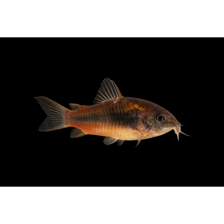 Corydoras aeneus – Corydoras bronze d’aquarium