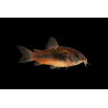 Cordydoras aeneus  (Corydoras bronze) 2.5-3cm