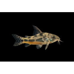 copy of Cordydoras aeneus  (Corydoras bronze) 2.5-3cm