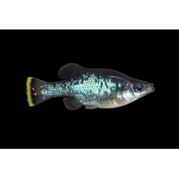 Ameca splendens – poisson vivipare d’aquarium