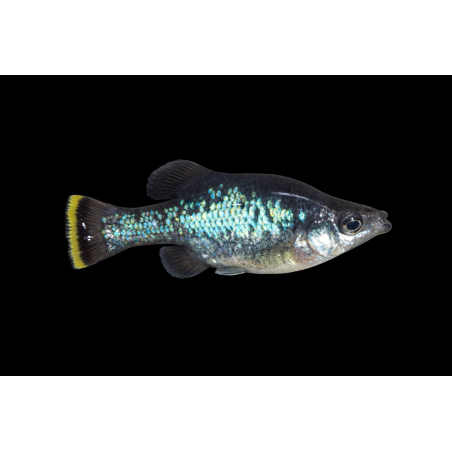 Ameca splendens, poisson d'aquarium vivipare, Magasin, VPC