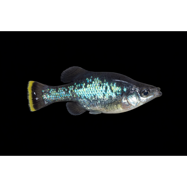 Ameca splendens – poisson vivipare d’aquarium