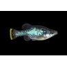 Ameca splendens, poisson d'aquarium vivipare, Magasin, VPC