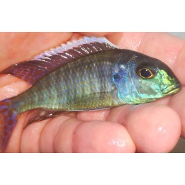 Lethrinops albus Kande – cichlidé du lac Malawi 10-12 cm