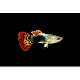 Red Dragon Male Guppies 3-3.5 cm – Poecilia reticulata | NeoTropic