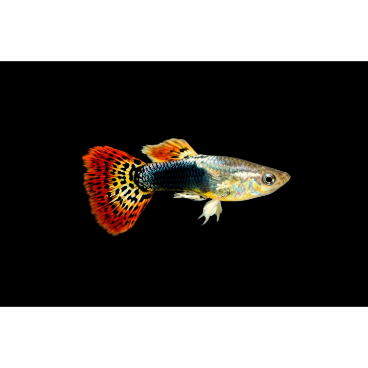 Red Dragon Male Guppies 3-3.5 cm – Poecilia reticulata | NeoTropic