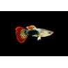 copy of Guppys mâles Multicolor 3-3.5cm