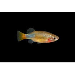 Xenotoca eiseni, poisson d'aquarium vivipare, Magasin, VPC