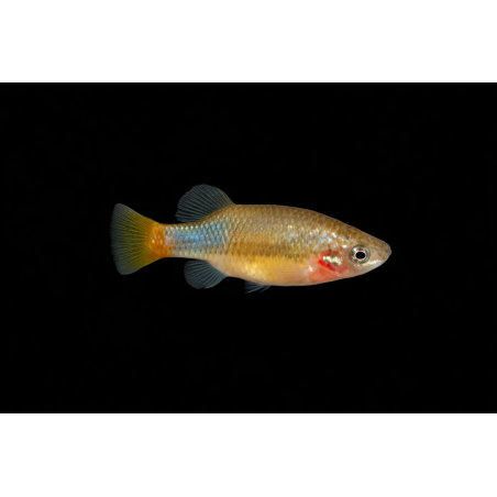 Xenotoca eiseni, poisson d'aquarium vivipare, Magasin, VPC