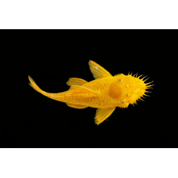 Ancistrus Gold 2.5-3cm
