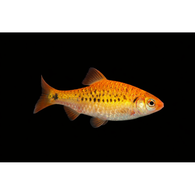 Barbu schuberti gold, élevage. poisson tropical, Magasin, VPC
