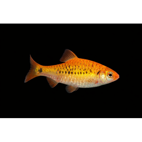 Barbu schuberti gold, élevage. poisson tropical, Magasin, VPC
