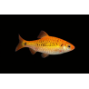 Barbu schuberti gold, élevage. poisson tropical, Magasin, VPC