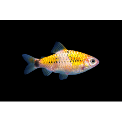 Barbu Schuberti Koi- Rare!!