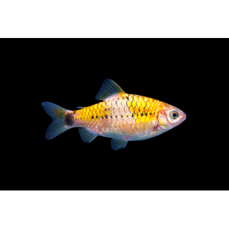 Barbu Schuberti Koi- Rare!!