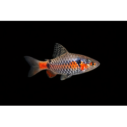 copy of Barbu Schuberti Koi- Rare!!