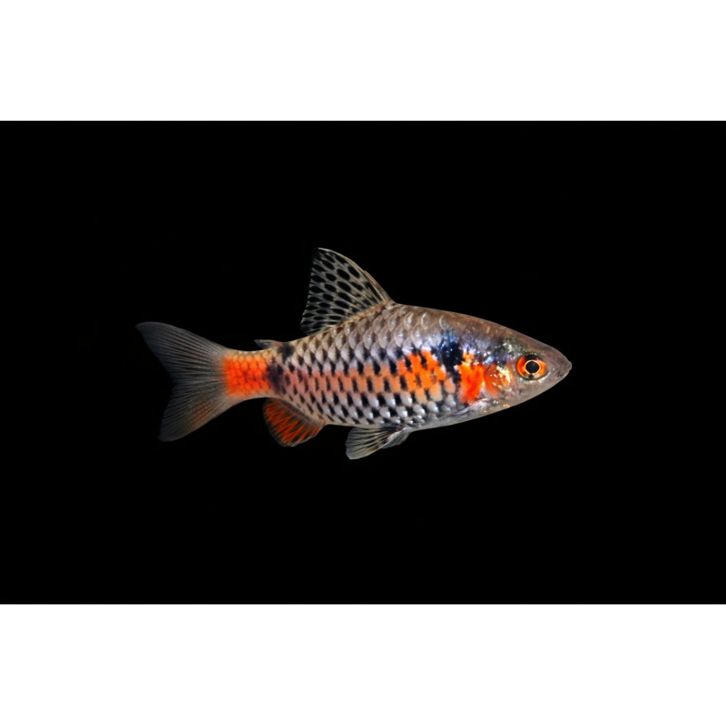 Barbu ticto odessa, élevage. poisson tropical, Magasin, VPC
