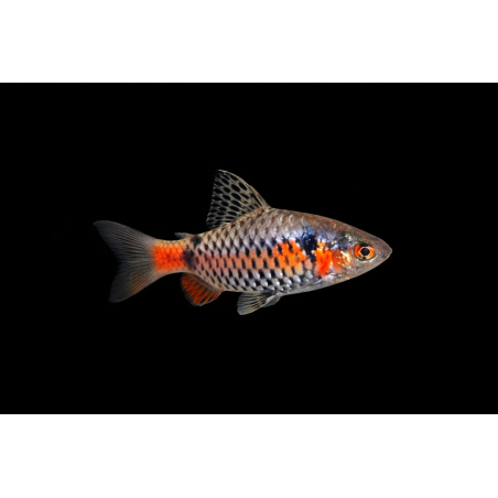 Barbu ticto odessa, élevage. poisson tropical, Magasin, VPC