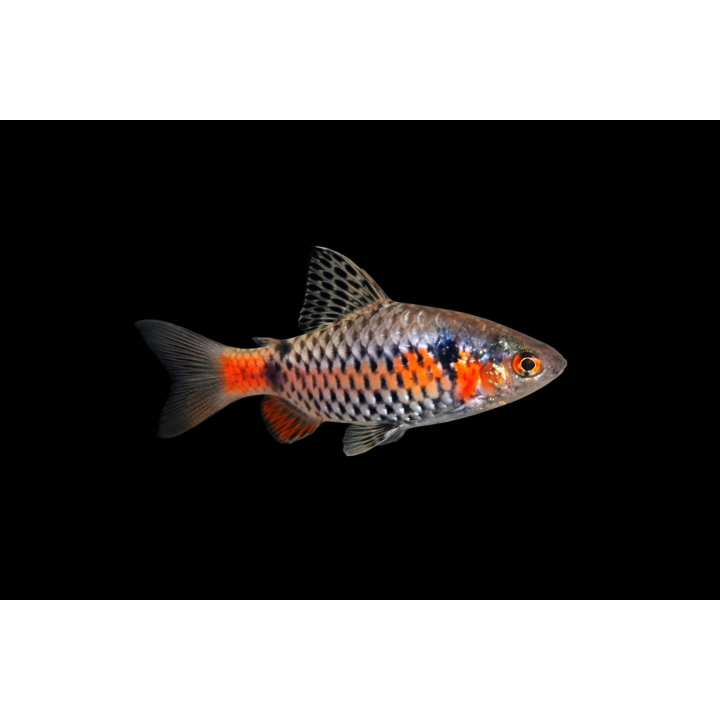 Odessa Barb – Pethia padamya 2.5-3 cm | NeoTropic