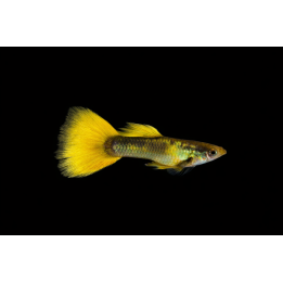 Guppys mâles Golden