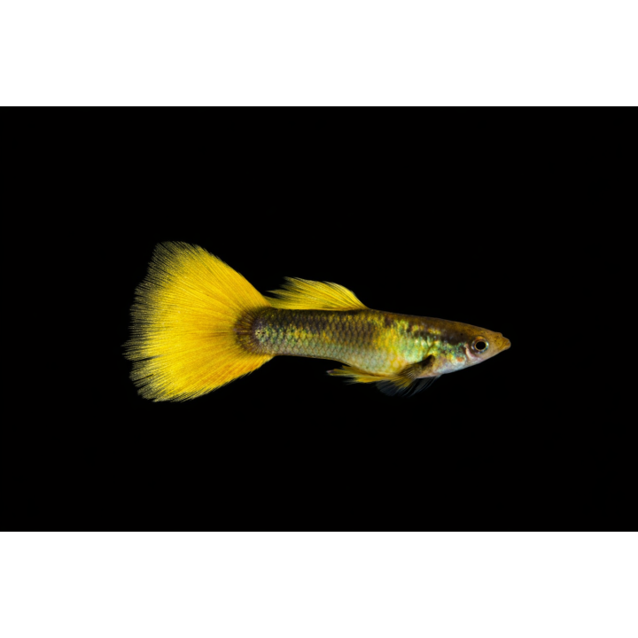 Golden Male Guppies 3-3.5 cm – Poecilia reticulata | NeoTropic