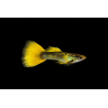 Guppys mâles Golden 3-3.5cm