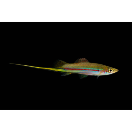 Xipho bleu – Xiphophorus hellerii Porte-épée