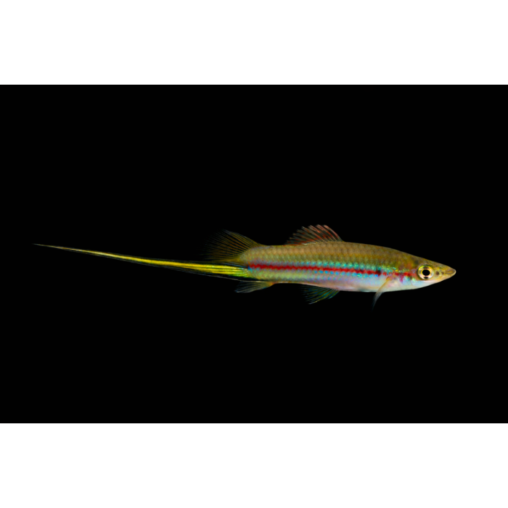 Xipho bleu – Xiphophorus hellerii Porte-épée