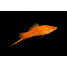 Red Swordtail – Xiphophorus hellerii 4 cm | NeoTropic