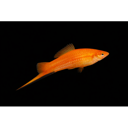 Xypho Rouge (Porte épée) 4cm