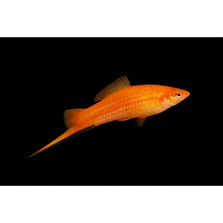 Red Swordtail – Xiphophorus hellerii 4 cm | NeoTropic