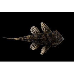 Ancistrus brun – poisson nettoyeur d’aquarium