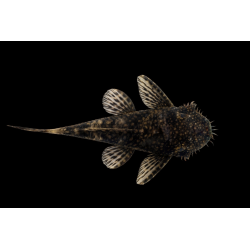 Ancistrus Brun 2.5-3cm