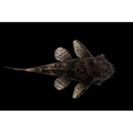 Ancistrus Brun 2.5-3cm