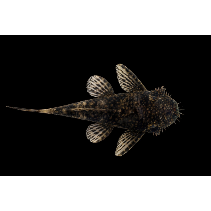 Ancistrus brun – poisson nettoyeur d’aquarium