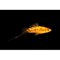 Xypho rouge moucheté (berlinois) porte épée, élevage tropical vivipare