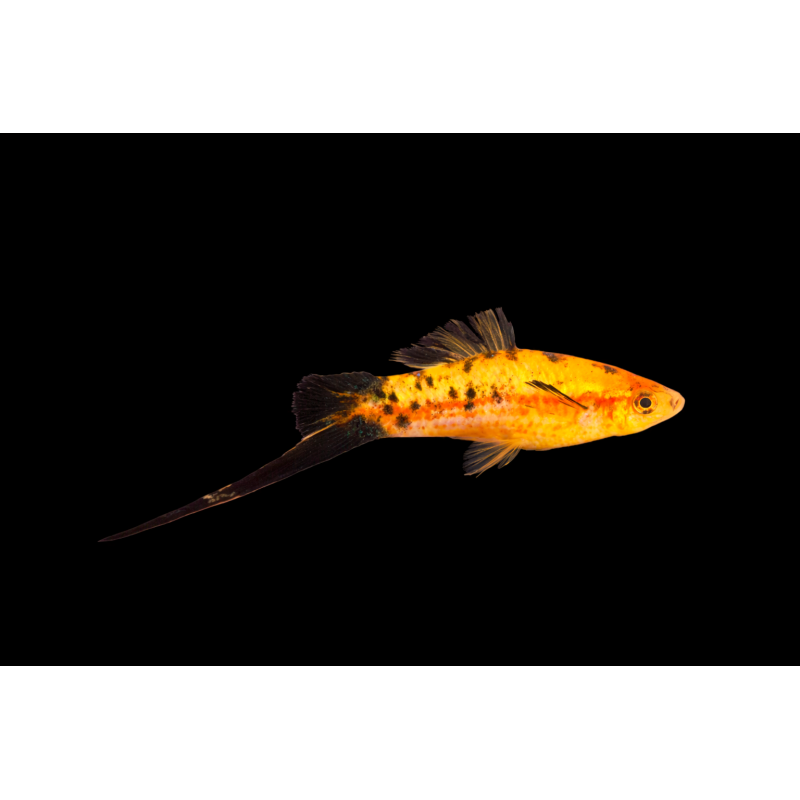 Xypho rouge moucheté (berlinois) porte épée, élevage tropical vivipare