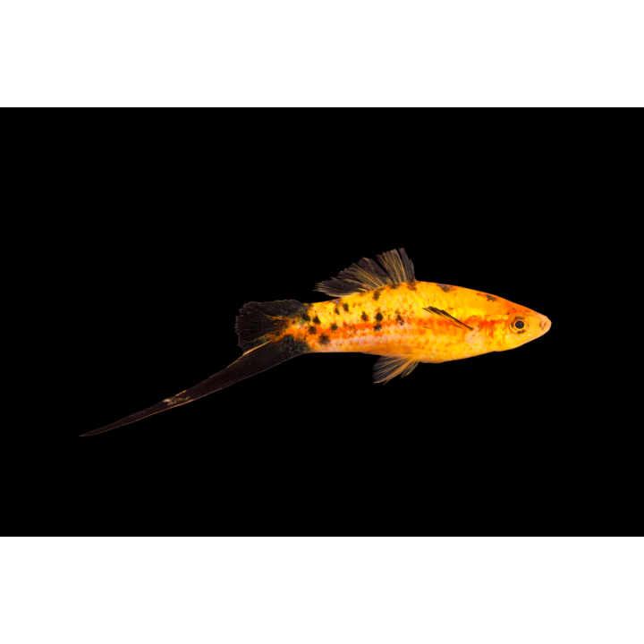 Xipho rouge moucheté Berlinois – Xiphophorus hellerii